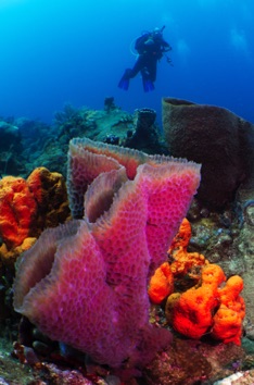 Sponges
